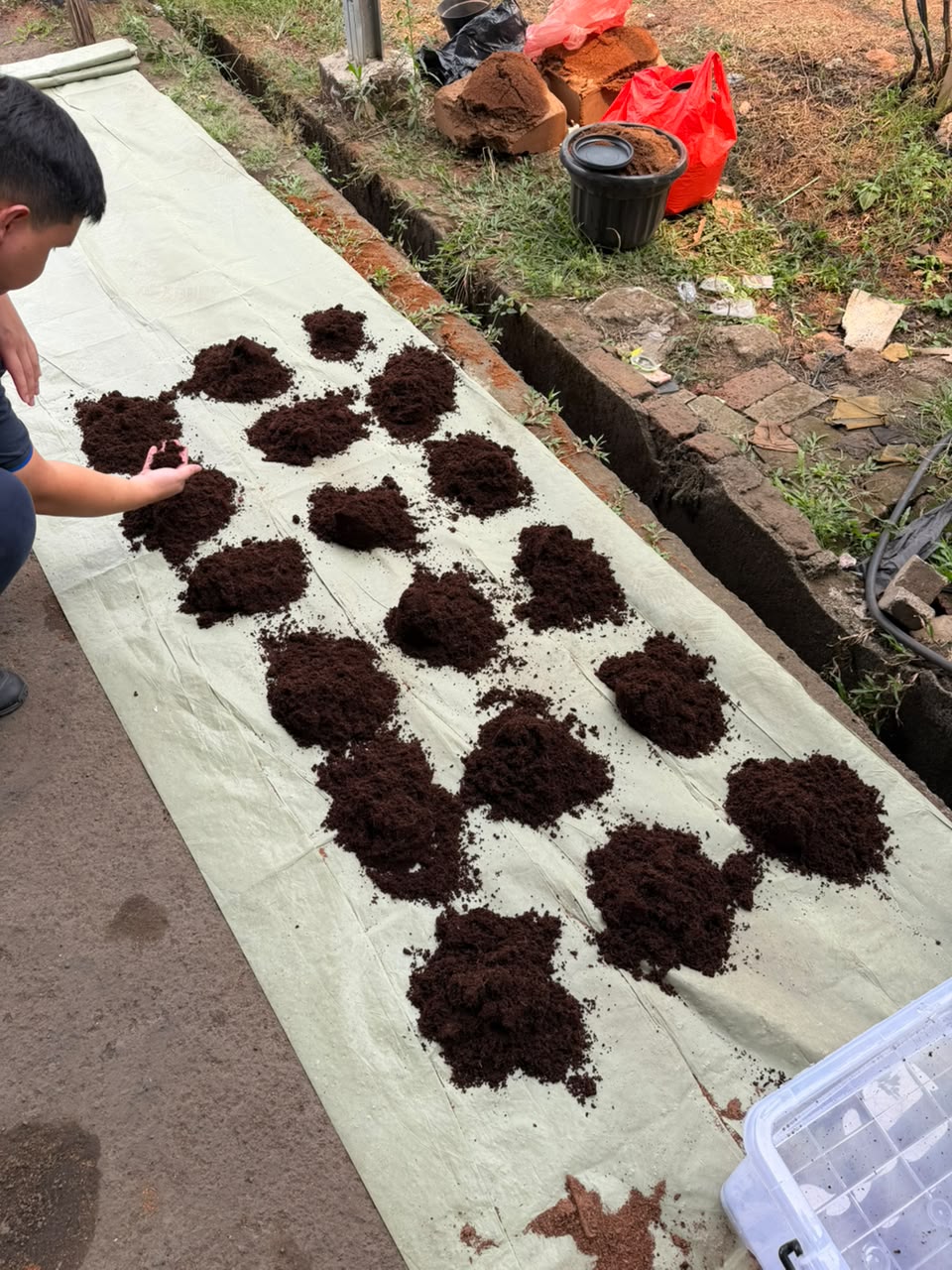 Cocopeat samples being sorted for inspection